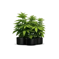 pflanzen