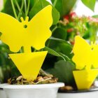 Glibberfalle Gelb 12x8cm 12x Schädlingsschutz Growbox