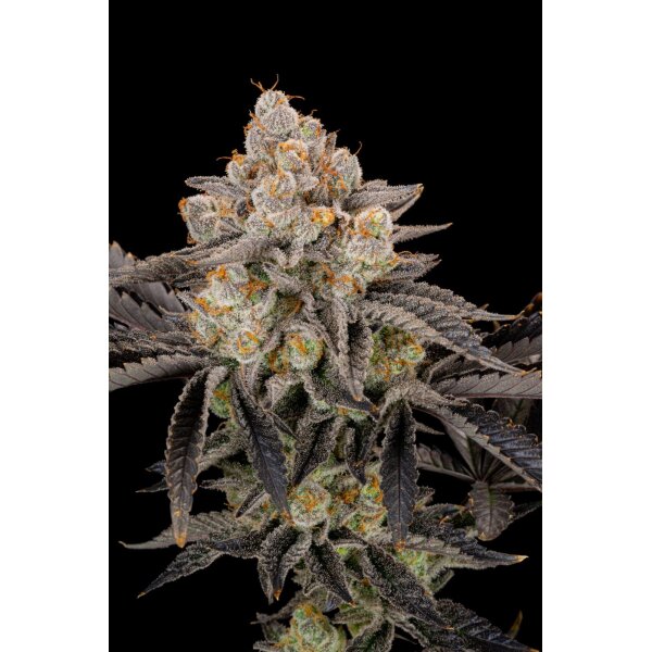 Samen Gorilla Cookies FF 3 Stück