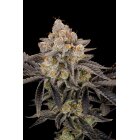 Samen Gorilla Cookies FF 3 Stück