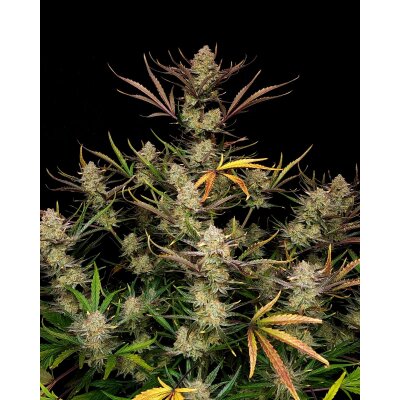 Fast Buds Auto Apple Strudel  automatic 3 Samen