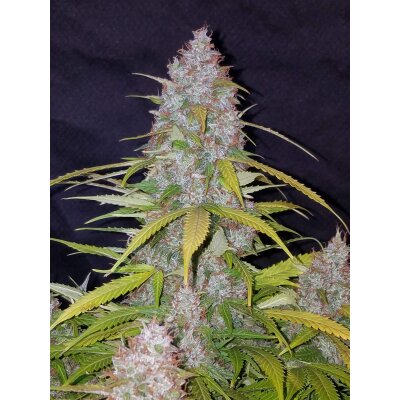 Fast Buds Auto Californian Snow  automatic 3 Samen