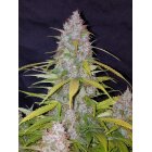 Fast Buds Auto Californian Snow  automatic 3 Samen