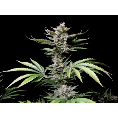 Fast Buds Auto Chery Cola automatic 3 Samen