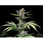 Fast Buds Auto Chery Cola automatic 3 Samen