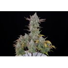 Fast Buds Auto Gorilla Cookies automatic 3 Samen