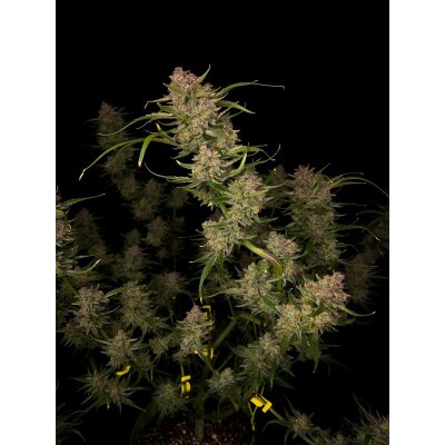 Fast Buds Auto Guava automatic 3 Samen