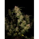 Fast Buds Auto Guava automatic 3 Samen