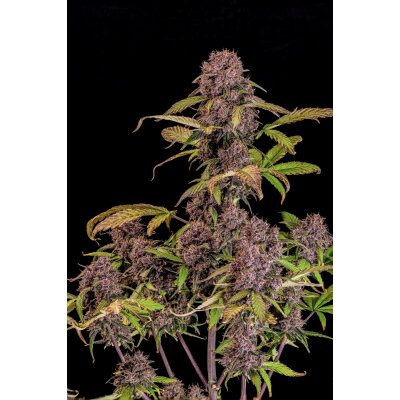 Samen Auto Lemon Cherry Cookies 3 Stück