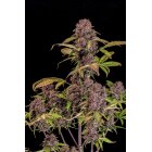 Fast Buds Auto Lemon Cherry Cookies automatic 3 Samen
