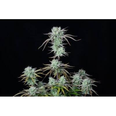 Fast Buds Auto Strawberry Banana automatic 3 Samen