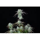 Fast Buds Auto Strawberry Banana automatic 3 Samen