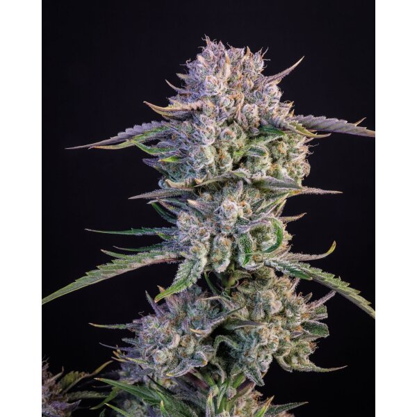 Fast Buds Auto Strawberry Gorilla automatic 3 Samen