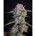 Fast Buds Auto Strawberry Gorilla automatic 3 Samen