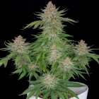 Fast Buds Auto Strawberry Pie automatic 3 Samen