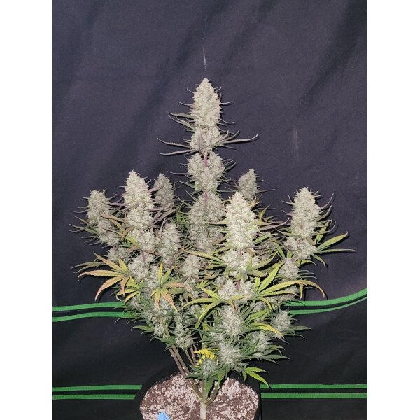 Fast Buds Auto Tropicana Cookies automatic 3 Samen