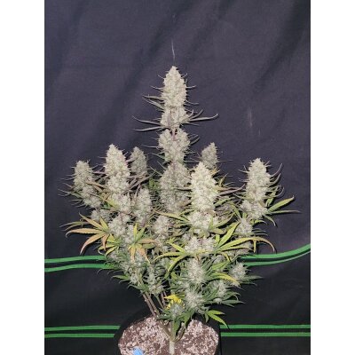 Fast Buds Auto Tropicana Cookies automatic 3 Samen