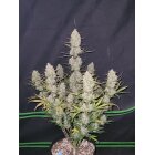 Fast Buds Auto Tropicana Cookies automatic 3 Samen
