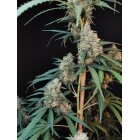 Fast Buds Auto Original Cheese automatic 3 Samen