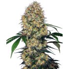 Sensi Seeds Auto Amnesia XXL automatic 3 Samen