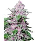 Sensi Seeds Purple Cookie Kush feminisiert 3 Samen