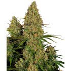 Sensi Seeds Auto Sticky Orange XXL automatic 3 Samen