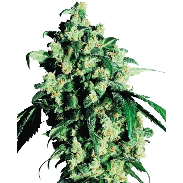 Sensi Seeds Super Skunk feminisiert 3 Samen