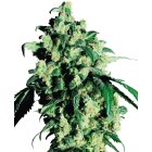 Sensi Seeds Super Skunk feminisiert 3 Samen