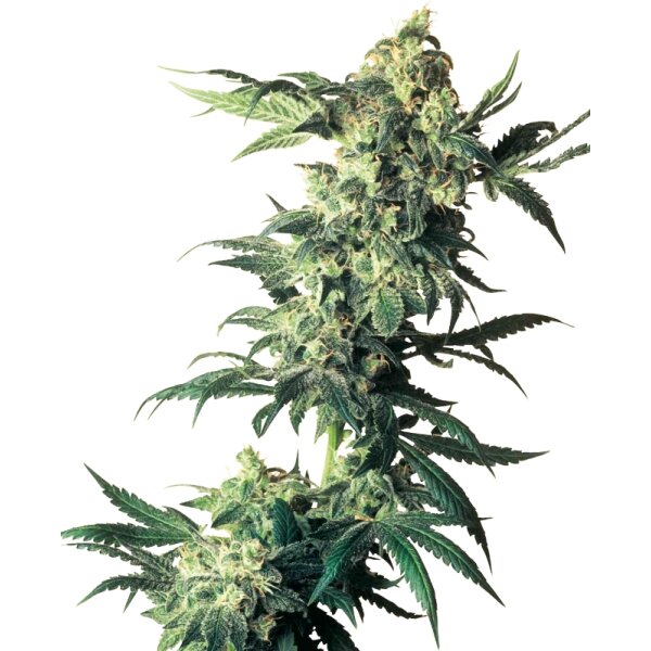 Sensi Seeds Nothern Lights feminisiert 3 Samen