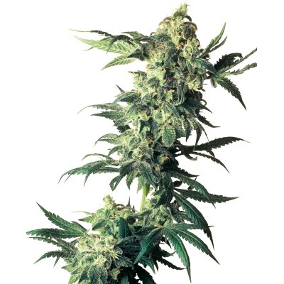 Sensi Seeds Nothern Lights feminisiert 3 Samen