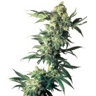 Sensi Seeds Nothern Lights feminisiert 3 Samen