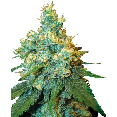 Sensi Seeds Jack Herer feminisiert 3 Samen