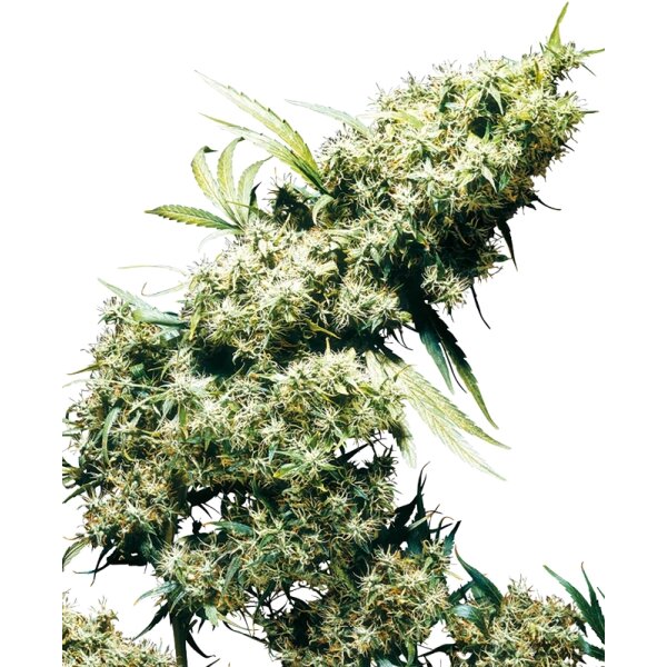 Sensi Seeds Jamaican Pearl feminisiert 3 Samen