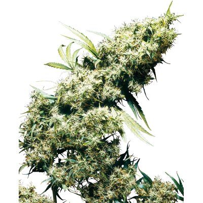 Sensi Seeds Jamaican Pearl feminisiert 3 Samen