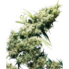 Sensi Seeds Jamaican Pearl feminisiert 3 Samen