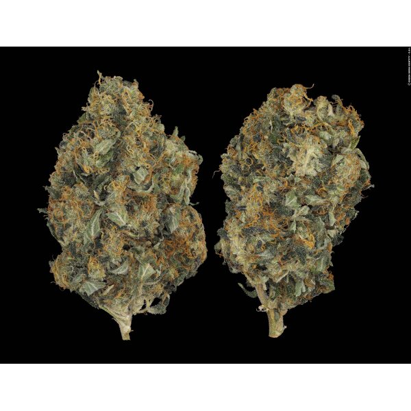 Samen CBD Chronic 3 Stück