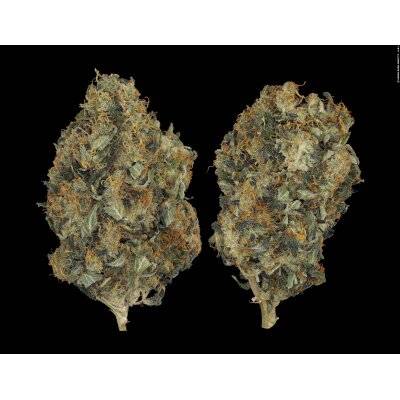 Serious Seeds CBD Chronic feminisiert 3 Samen