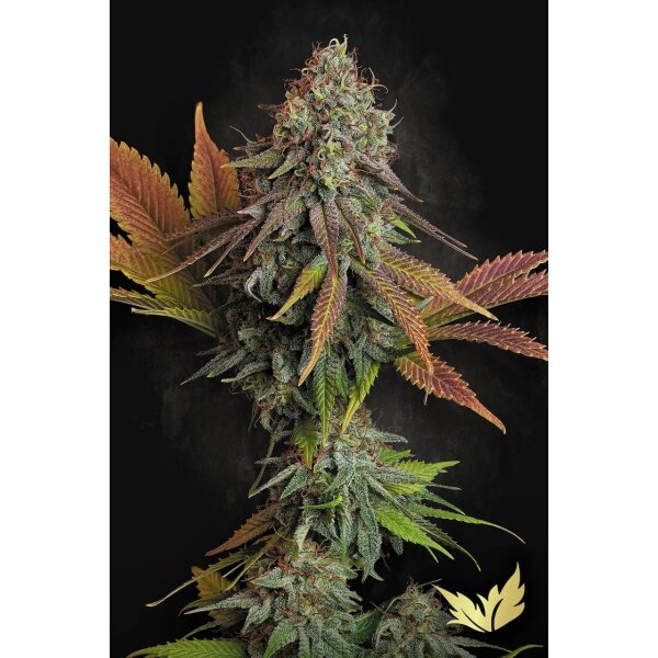 Paradise Seeds Californian Gold feminisiert 3 Samen