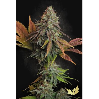 Paradise Seeds Californian Gold feminisiert 3 Samen