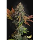 Paradise Seeds Californian Gold feminisiert 3 Samen
