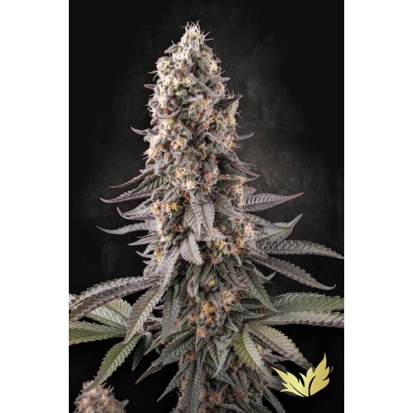 Paradise Seeds El Dorado OG feminisiert 3 Samen