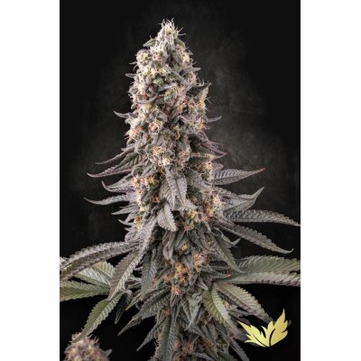 Paradise Seeds El Dorado OG feminisiert 3 Samen