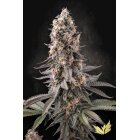 Samen El Dorado OG 3 Stück