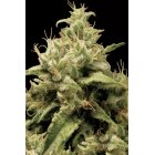 Paradise Seeds Opium feminisiert 3 Samen