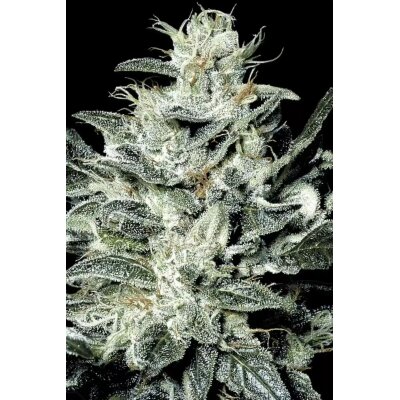 Paradise Seeds Sensi Star feminisiert 3 Samen