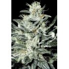 Samen Sensi Star 3 Stück