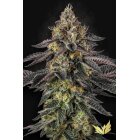 Samen Sunset Paradise 3 Stück