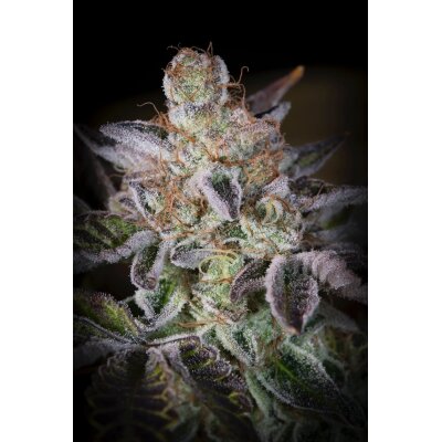 Paradise Seeds Sweetopia feminisiert 3 Samen