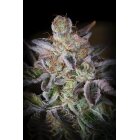 Paradise Seeds Sweetopia feminisiert 3 Samen