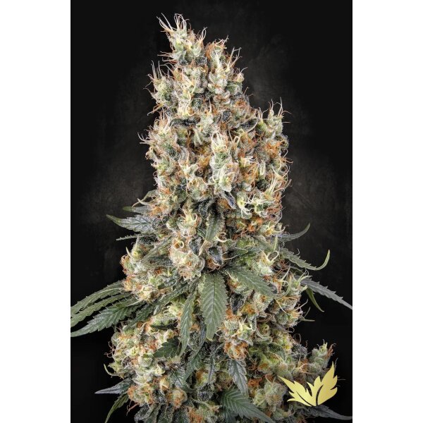 Paradise Seeds Mendocino Skunk feminisiert 3 Samen